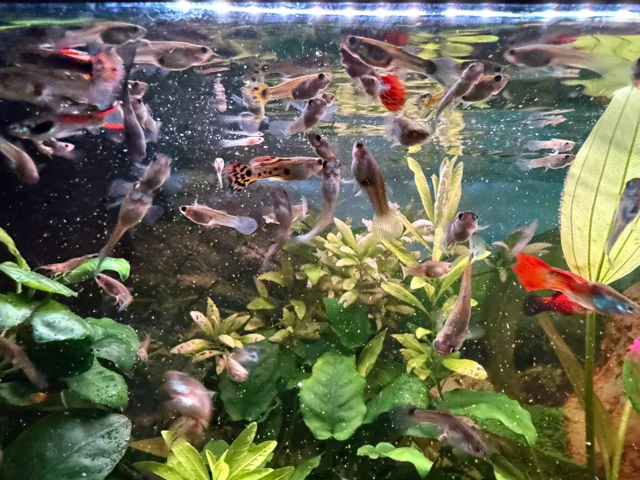 Billede 5 - Guppyer