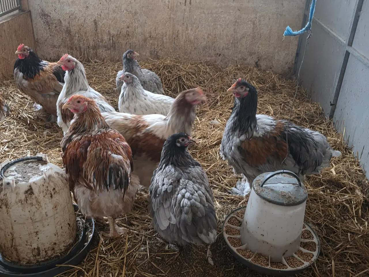 Billede 2 - En flok blandings ungdyr af stor race