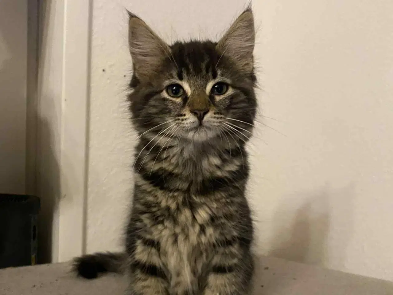 Billede 1 - Maine moon bl.a. med huskat