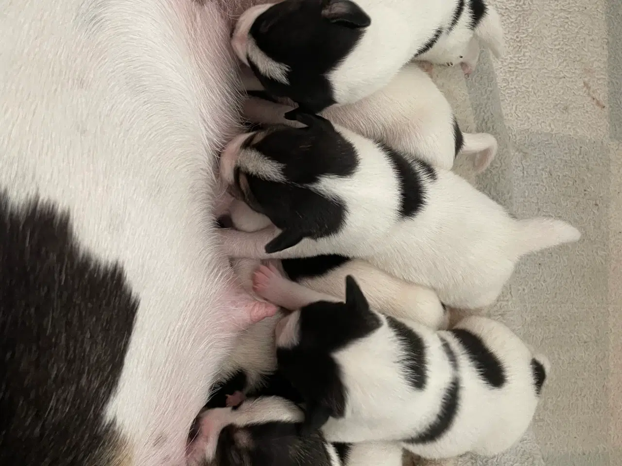 Billede 5 - Dansk svensk Gårdhund hvalpe 