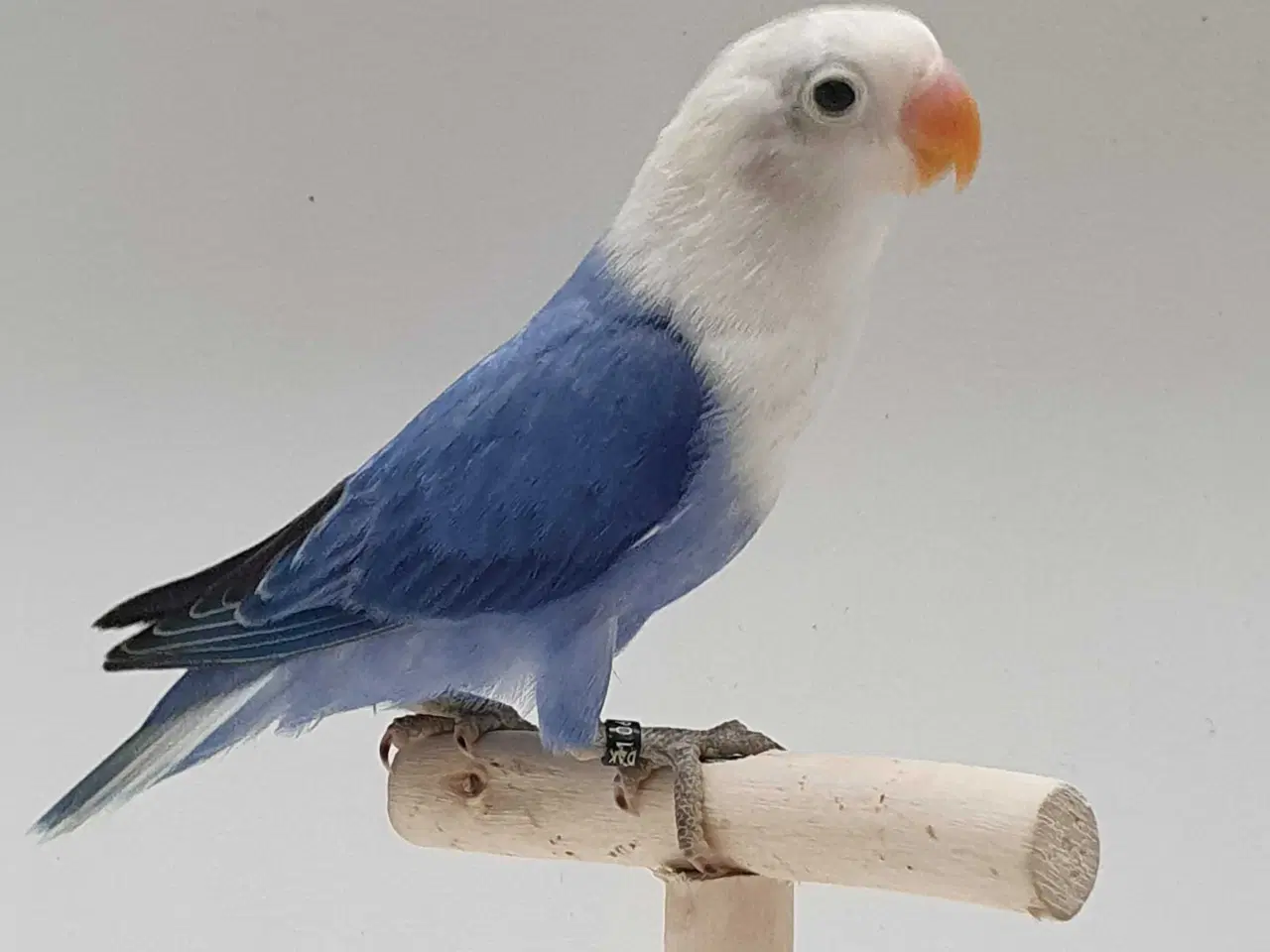 Billede 4 - Violblå Opaline Dværgpapegøje