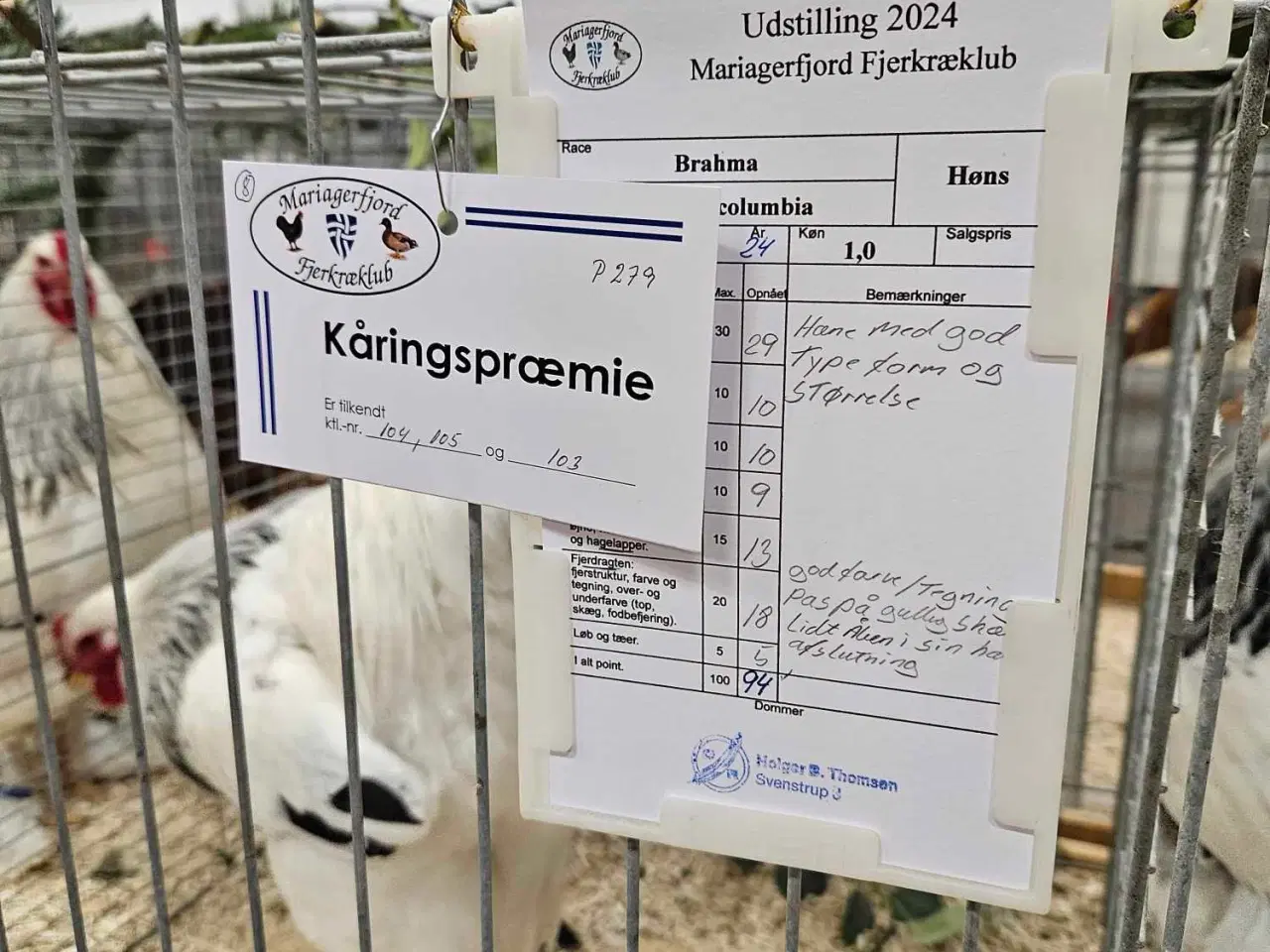 Billede 8 - Stor brahma kyllinger