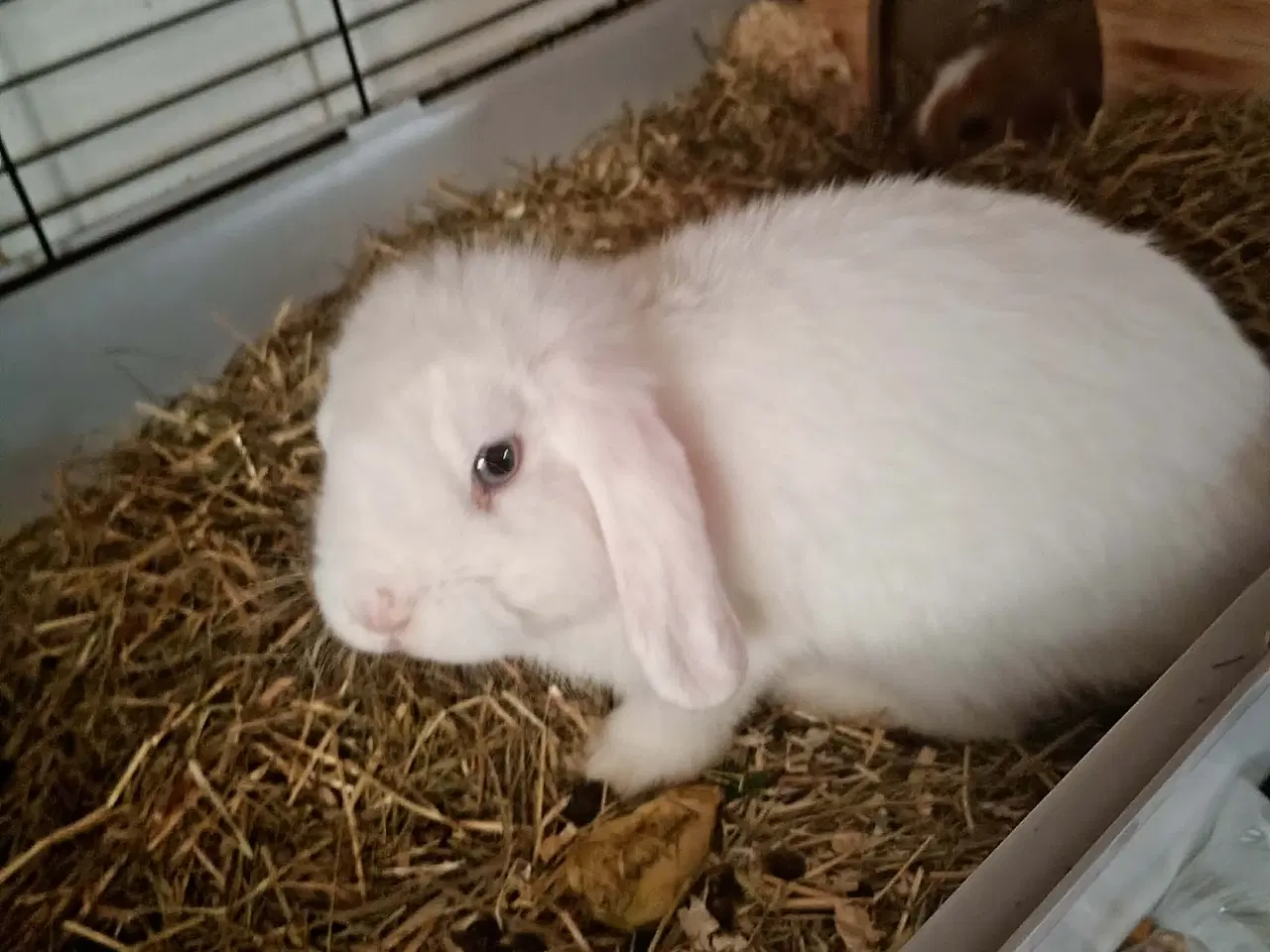 Billede 3 - 2 stk unge hunner med bur 