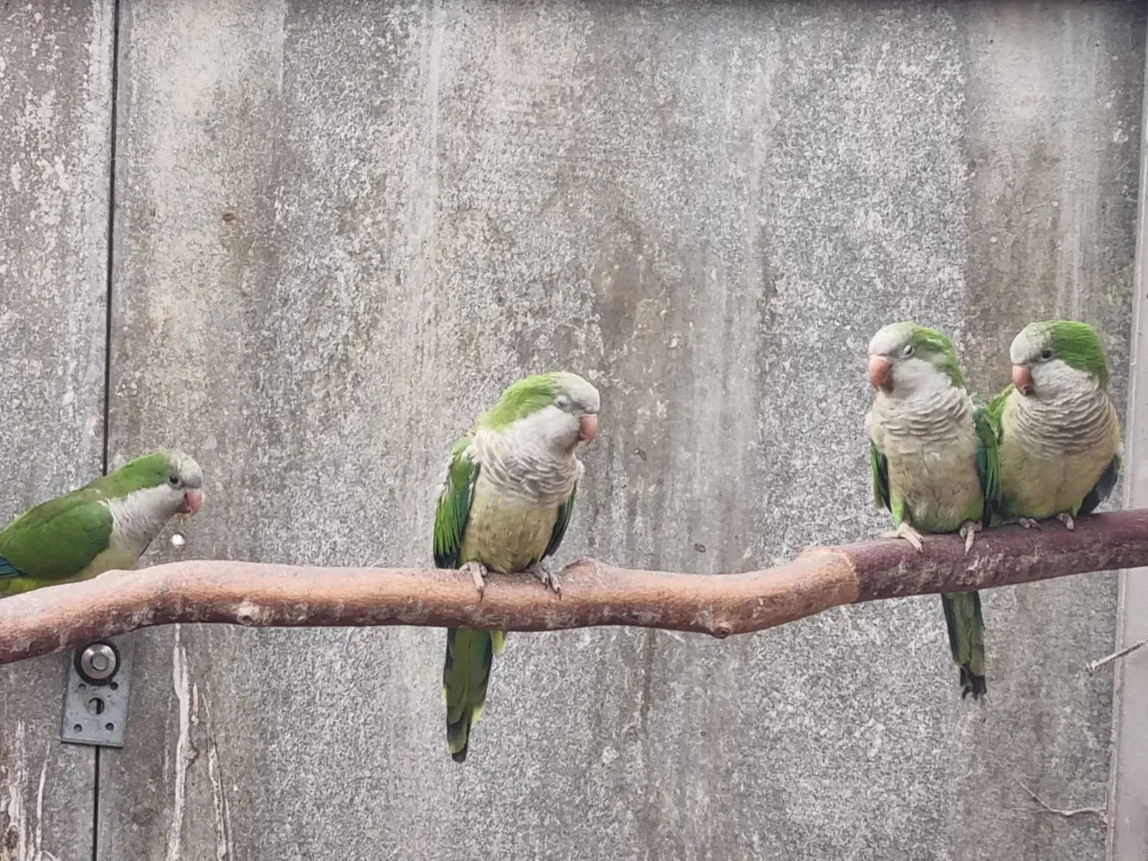 Billede 1 - Munkeparakitter voksne 