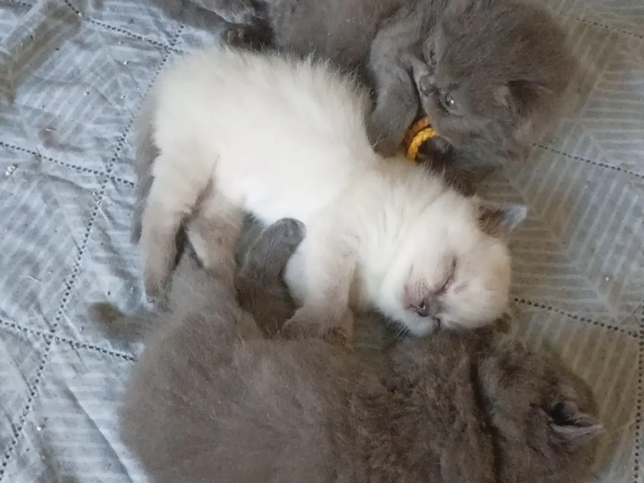 Billede 16 - British Longhair dreng