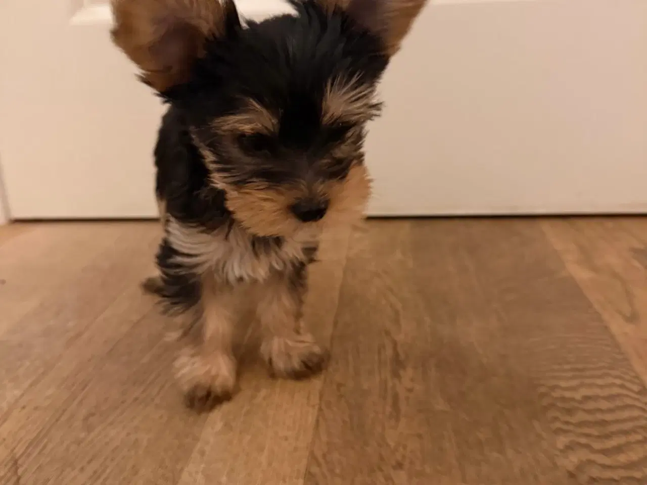 Billede 2 - Skønne Hvalpe 