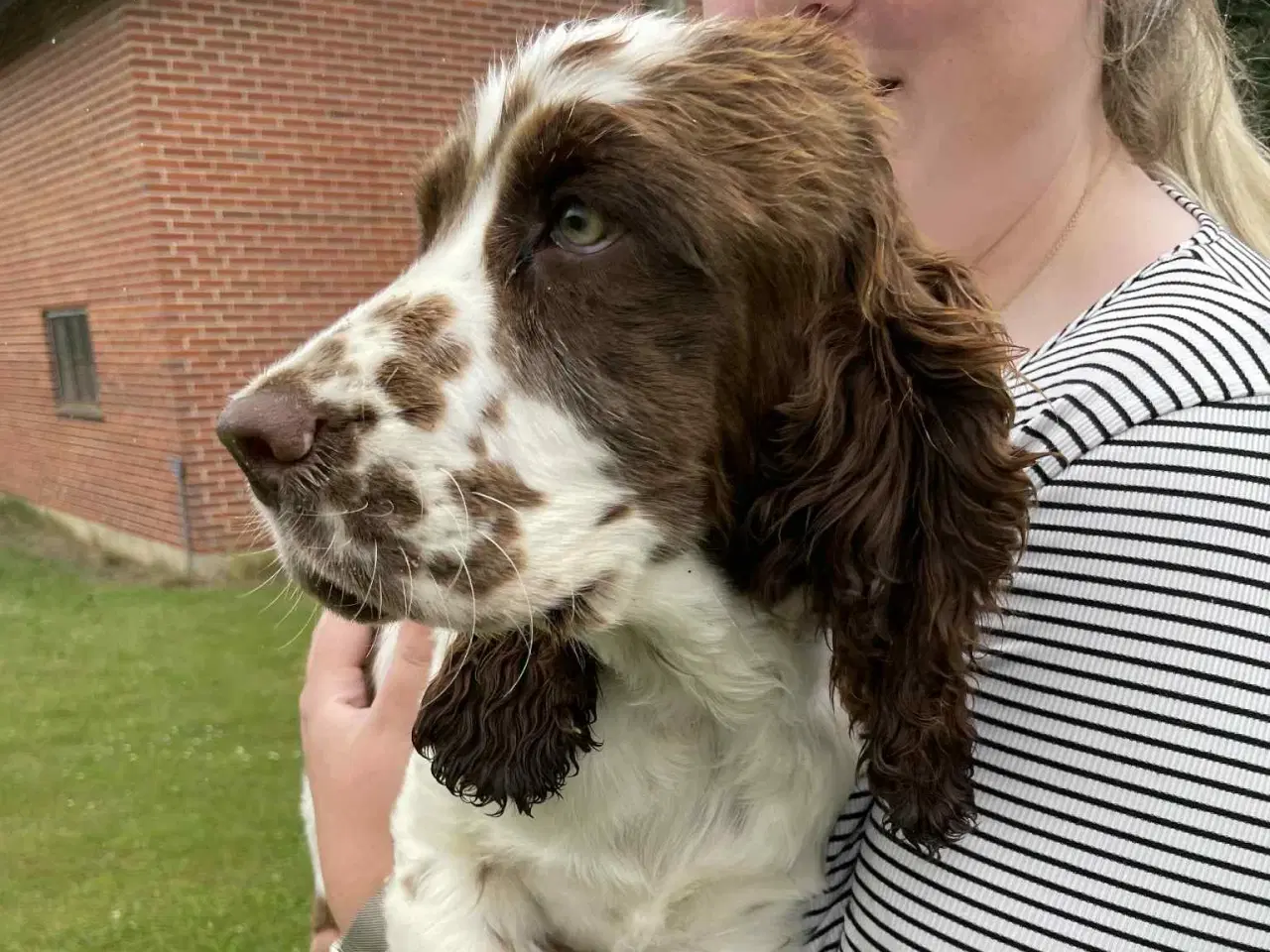 Billede 2 - Engelsk springer spaniel hvalpe
