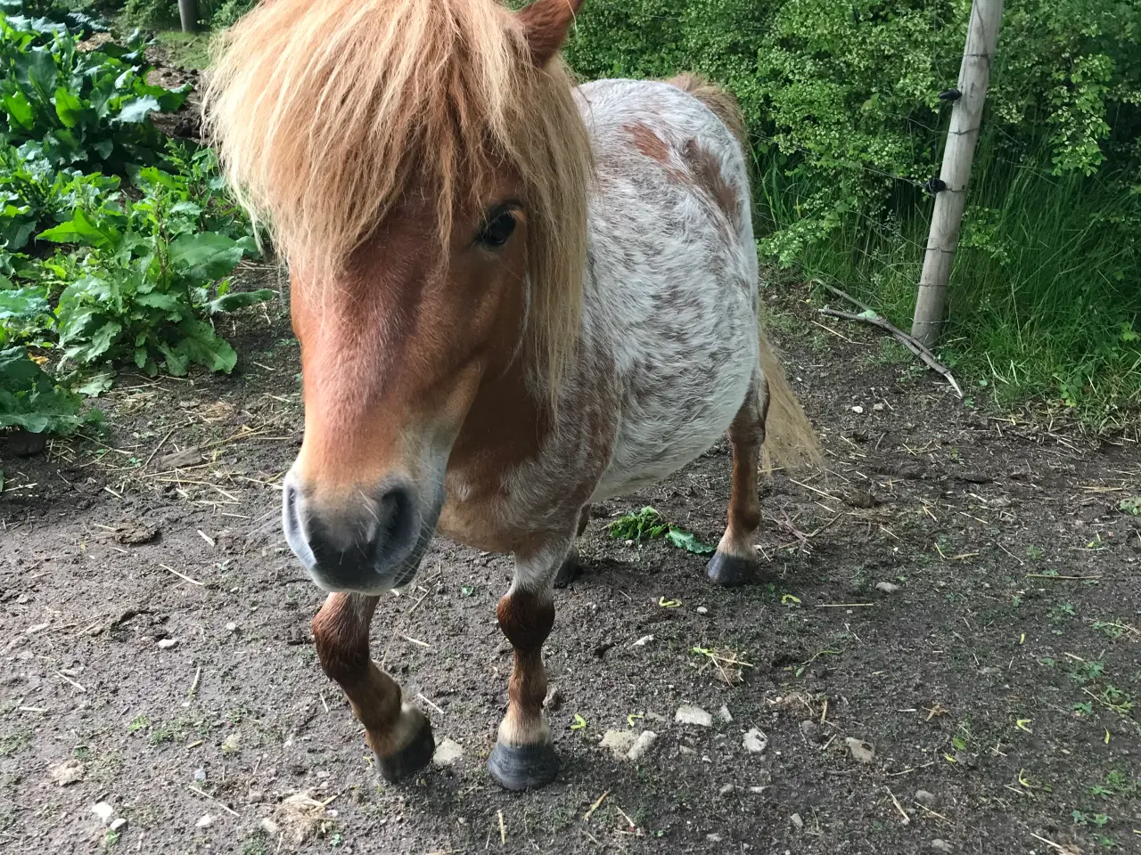 Billede 2 - Hingst