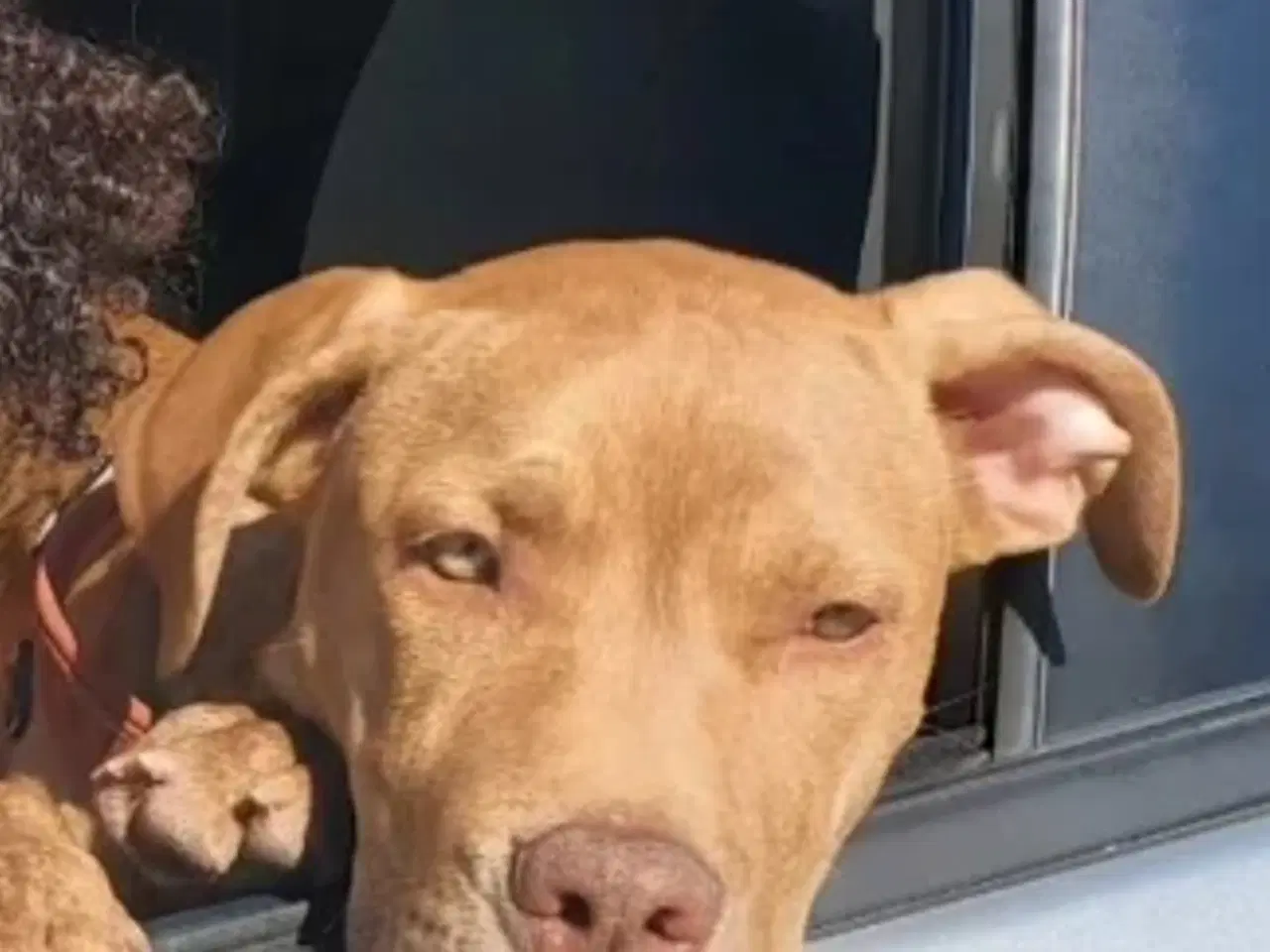 Billede 8 - 5 skønne hvalpe søger nyt, kærligt hjem 🐶 