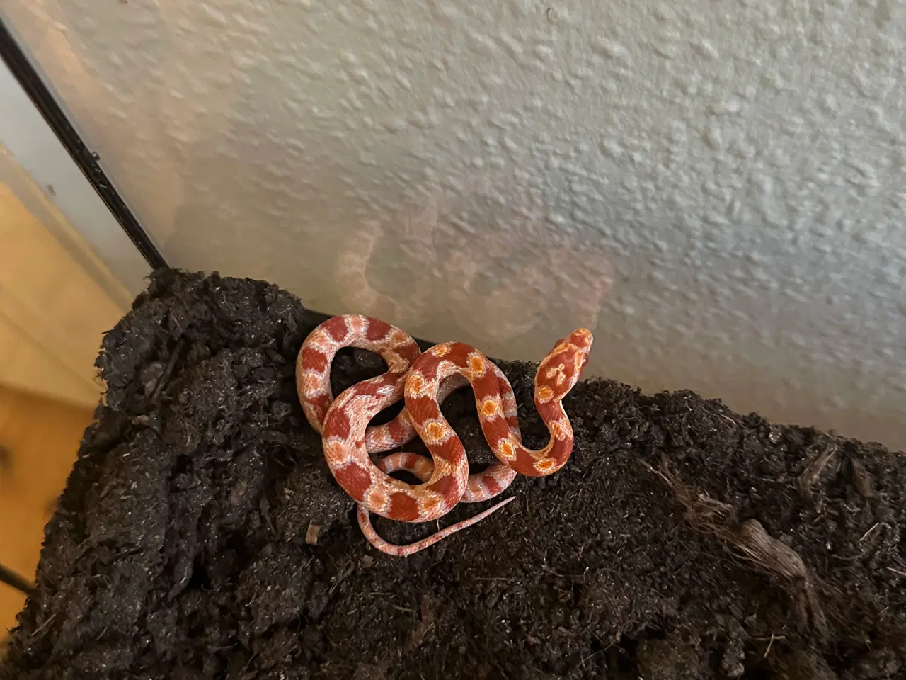 Billede 11 - Spritnyt Kornsnog-setup (Nypris 5000,-)