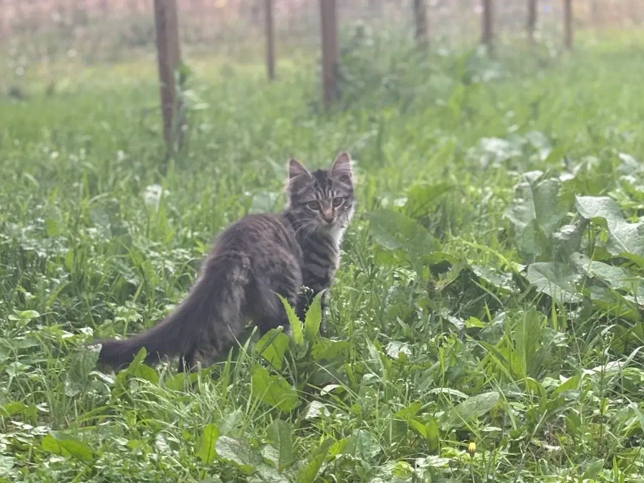 Billede 5 - Smuk kærlig Maine coon pige