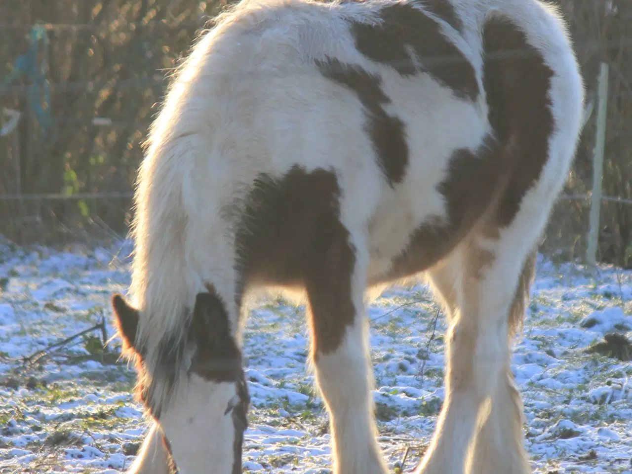 Billede 6 - Tinker /Irish cob hoppe føl