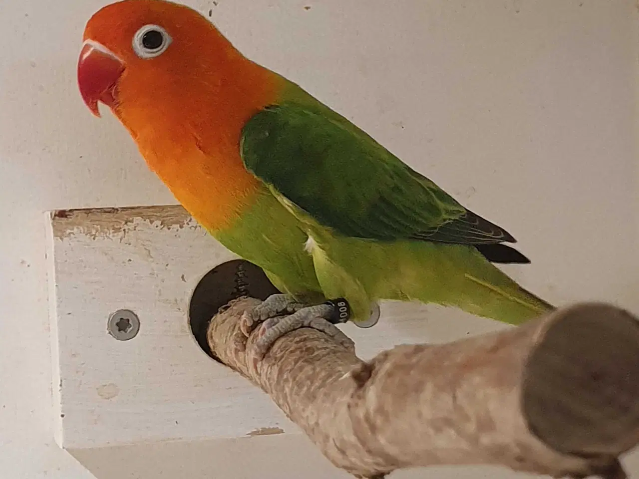 Billede 6 - Dværgpapegøje Grøn Opaline 