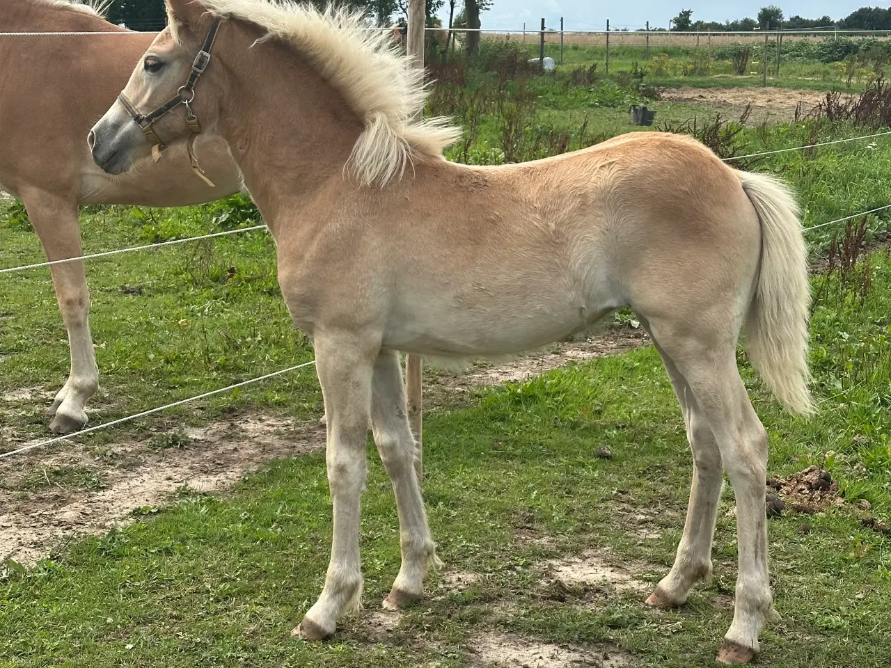 Billede 5 - Haflinger hoppe føl 