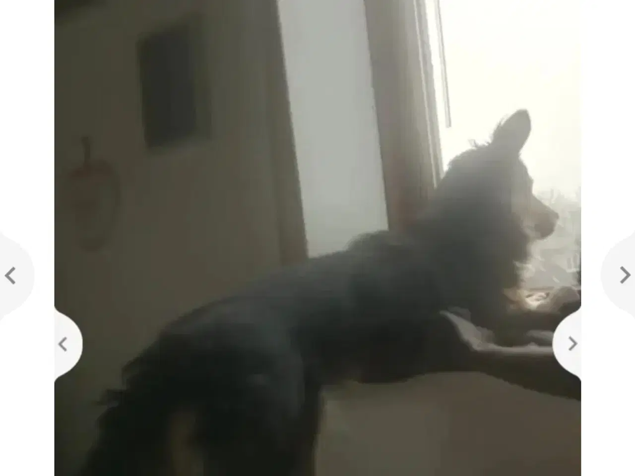 Billede 7 - Lille Lucky