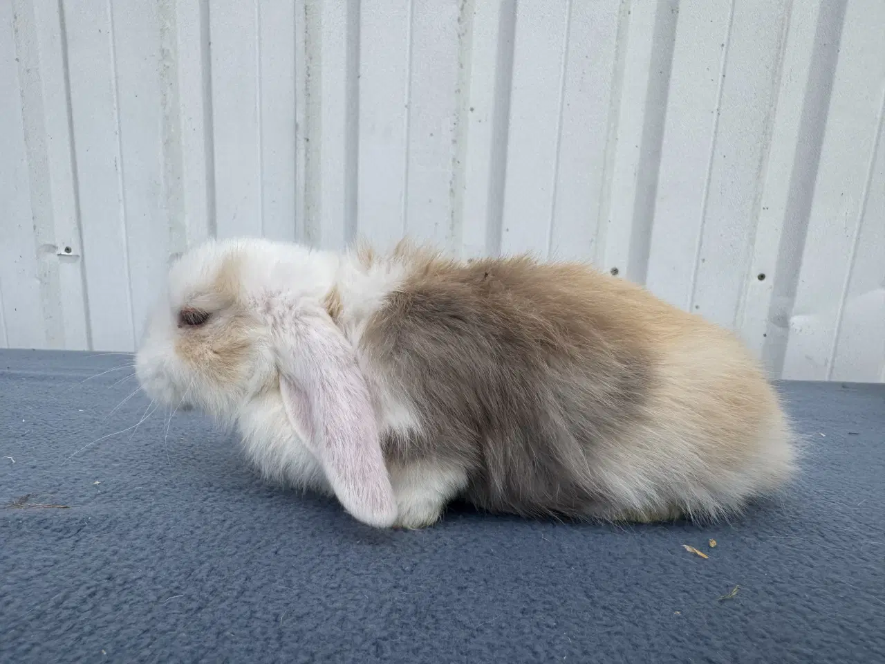 Billede 2 - Dværgvædder hunkanin