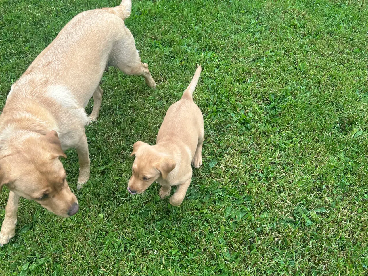 Billede 3 - FOX red Labrador tævehvalp. Formel 1 m. stamtavle