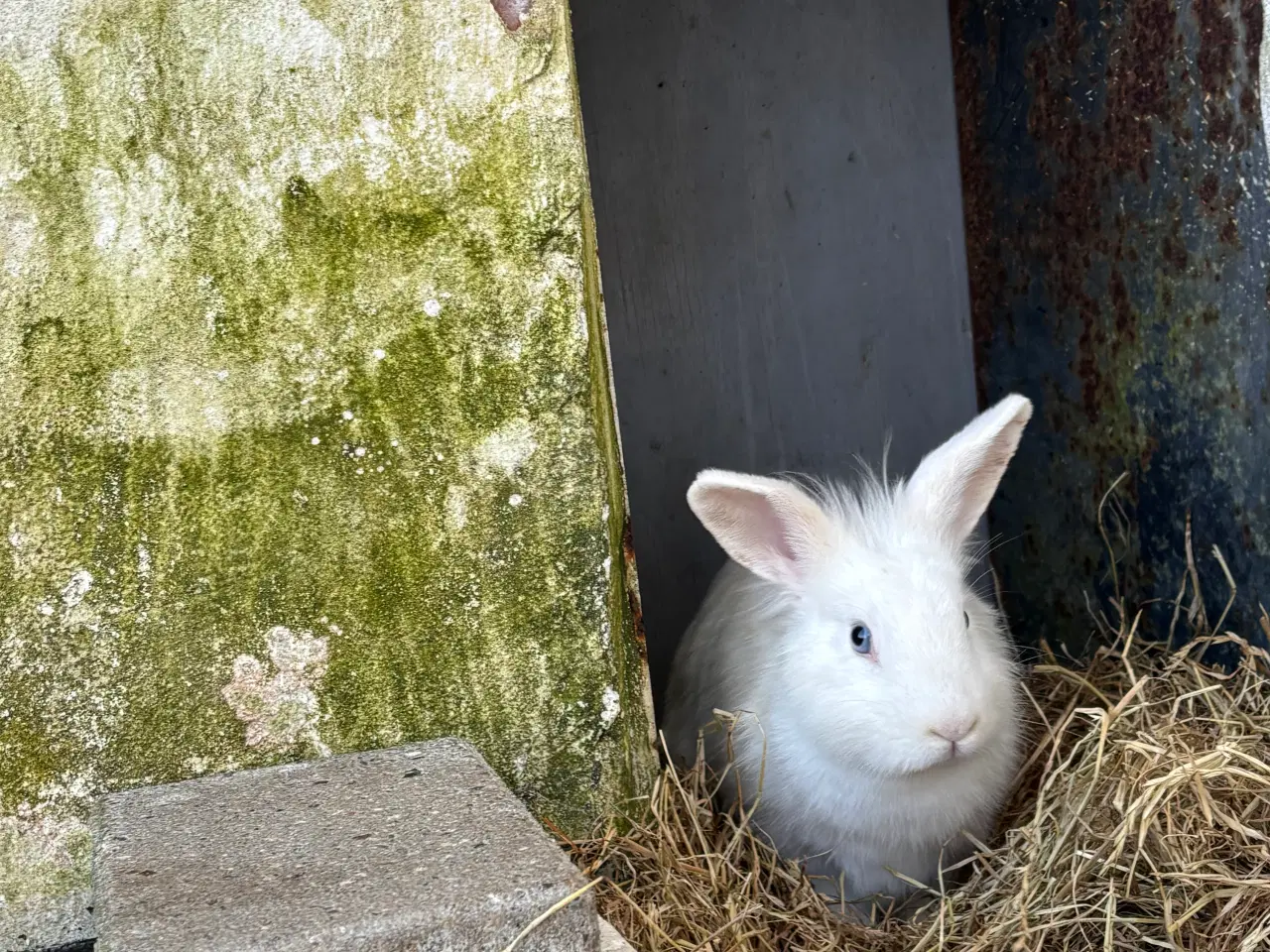 Billede 1 - 2 søde kaniner til salg