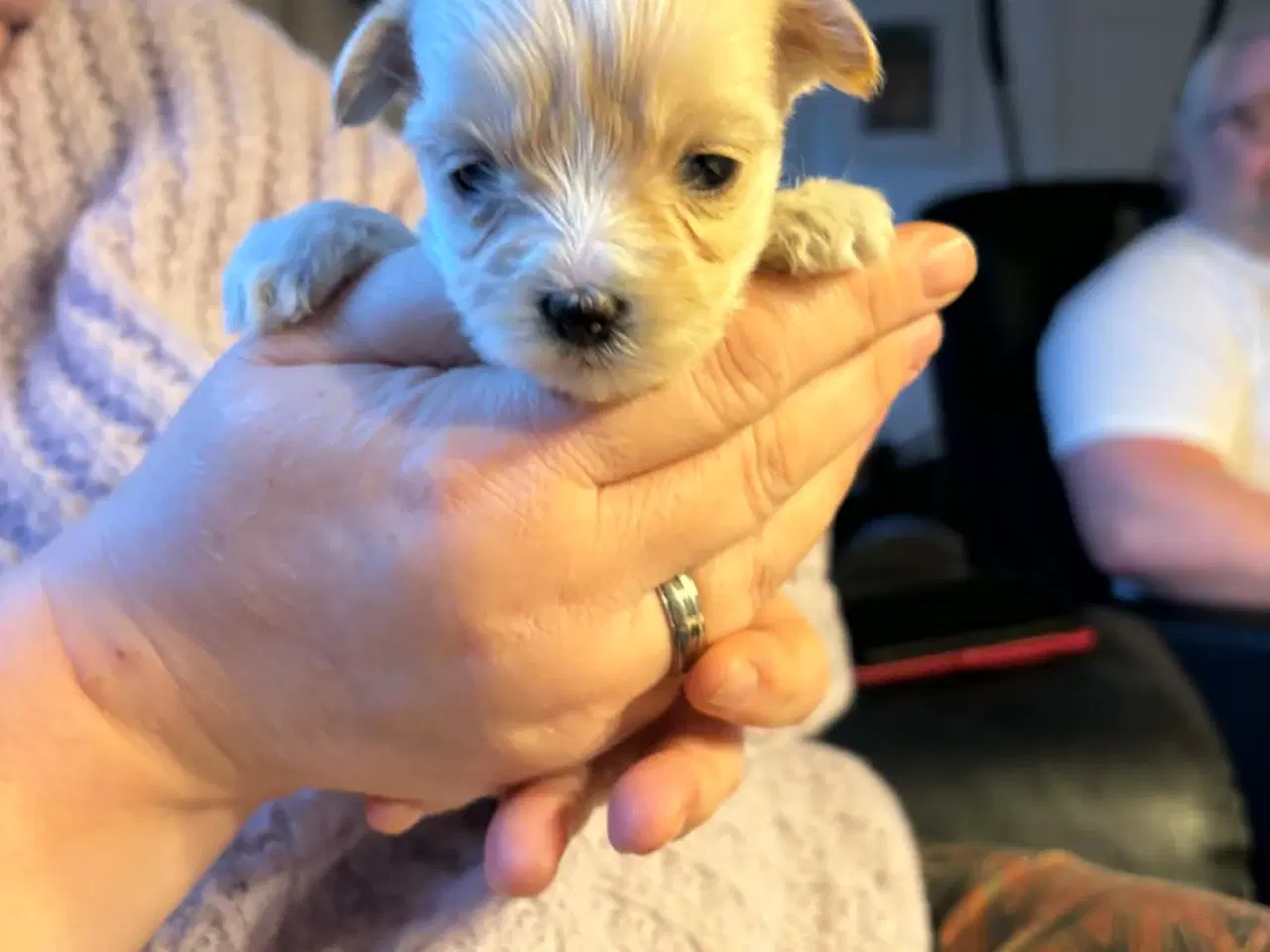 Billede 2 - Yorkshire Terrier/Coton De Tulear SOLGT