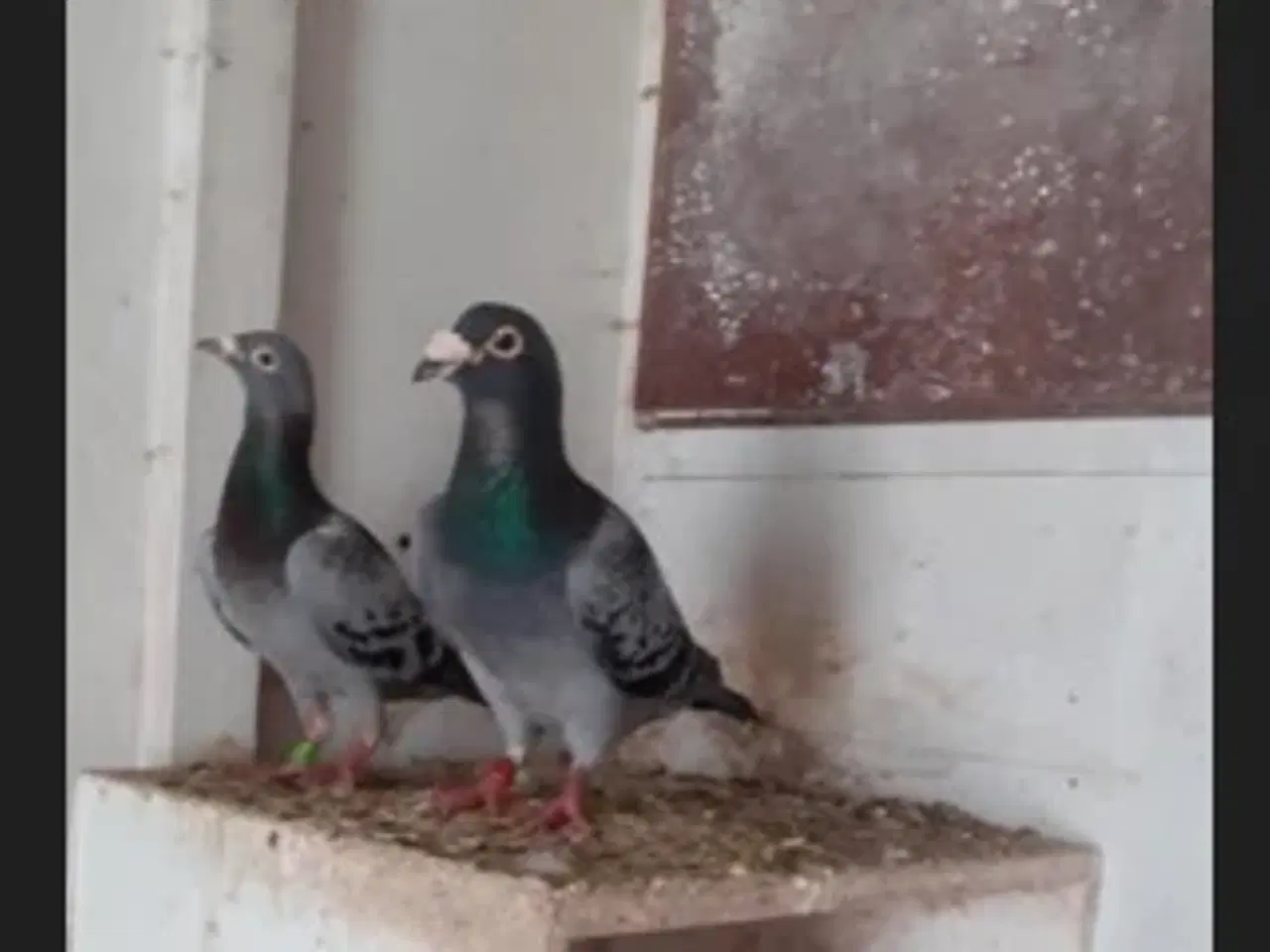 Billede 1 - Brevduer unger 2026