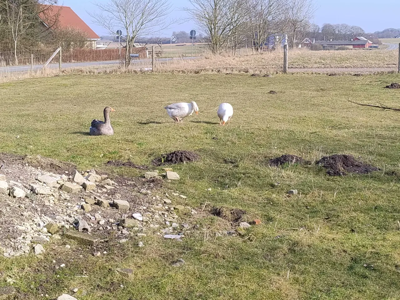 Billede 2 - 1 Gase og 2 gæs