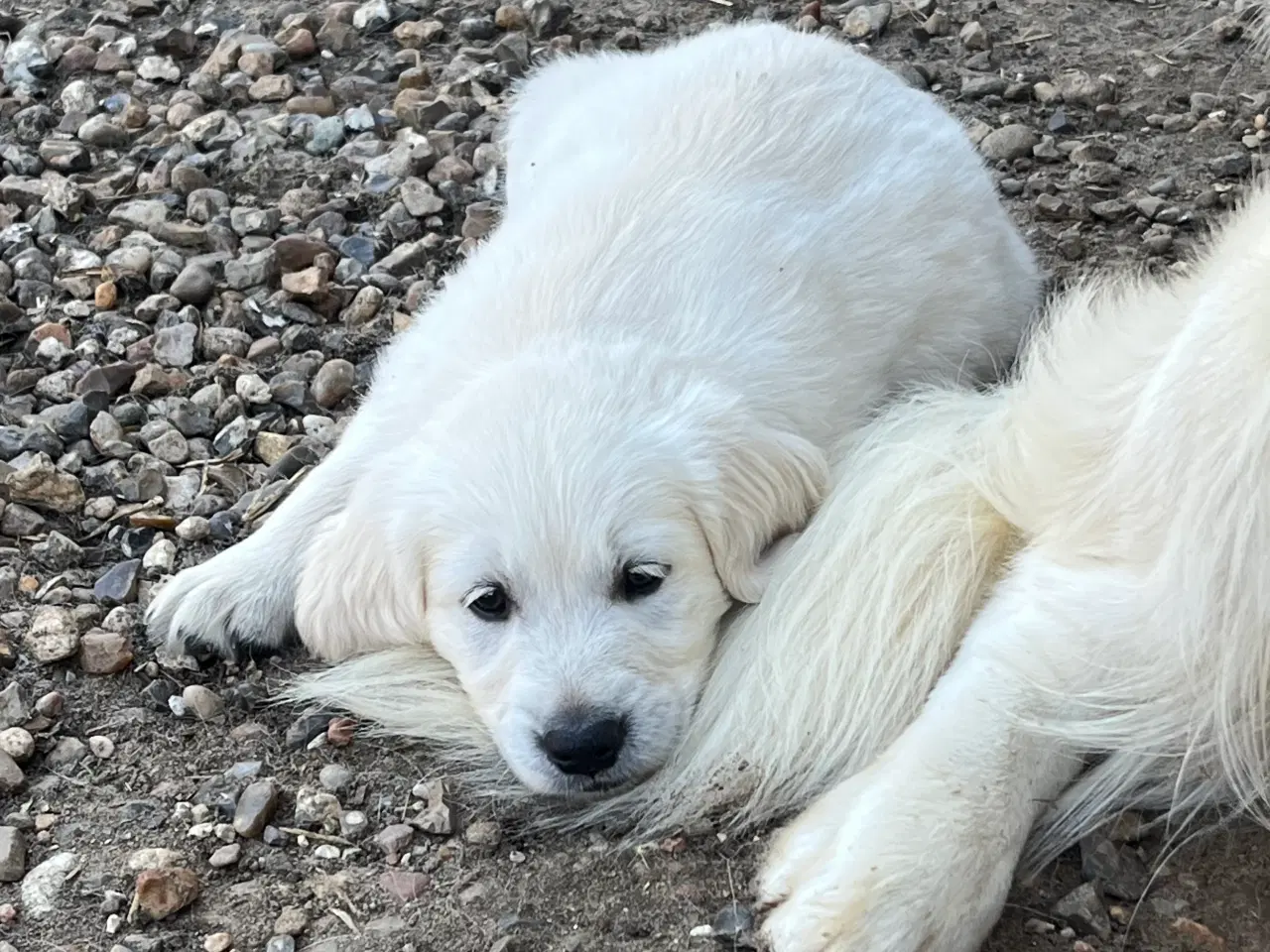 Billede 18 - Golden retriever hvalpe sælges