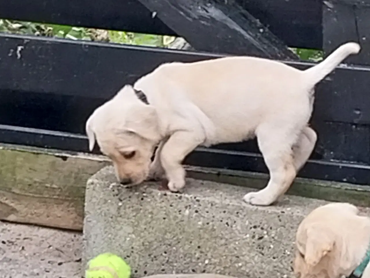 Billede 7 - Gule labrador  hvalpe hanner