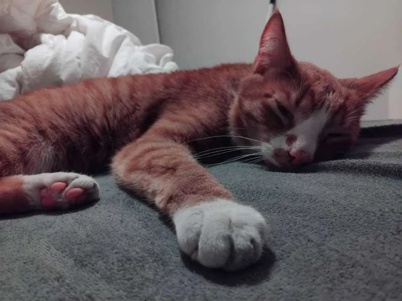 Billede 5 - Kastreret hankat