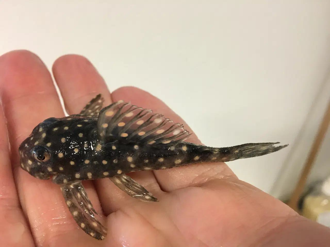 Billede 2 - L201 Hypancistrus sp