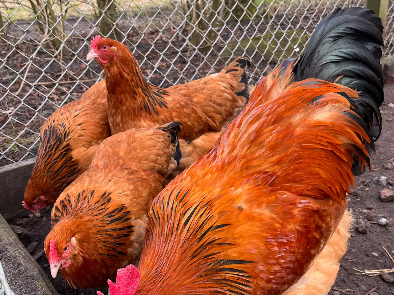 Billede 2 - Rugeæg fra racehøns 