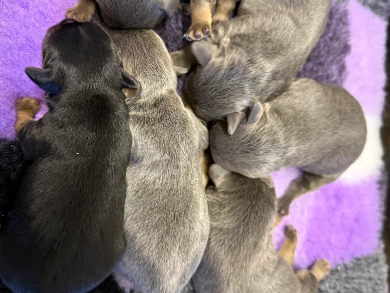 Billede 1 - Froodle - fransk bulldog / puddel