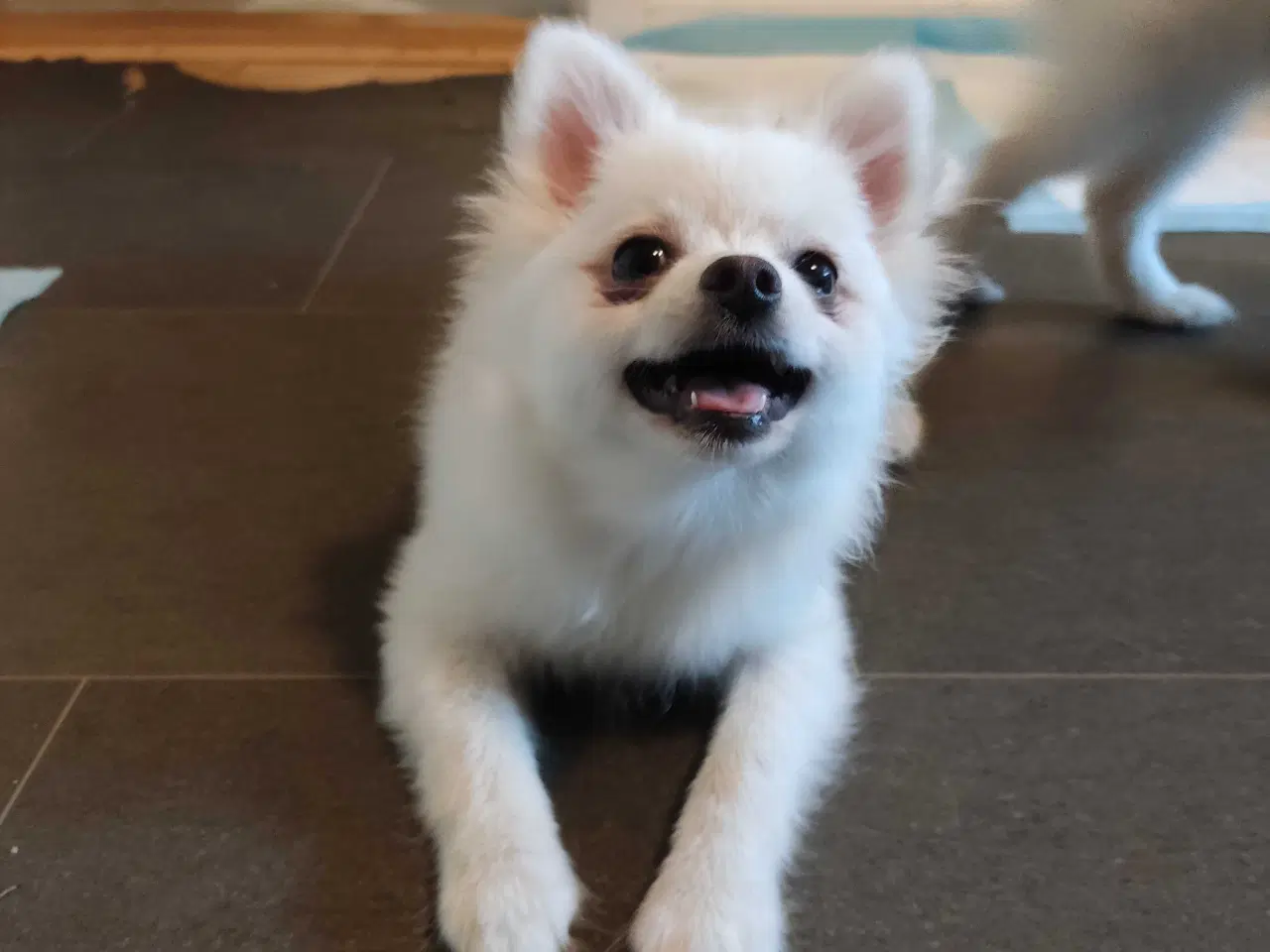 Billede 6 - Mini Pomeranian 