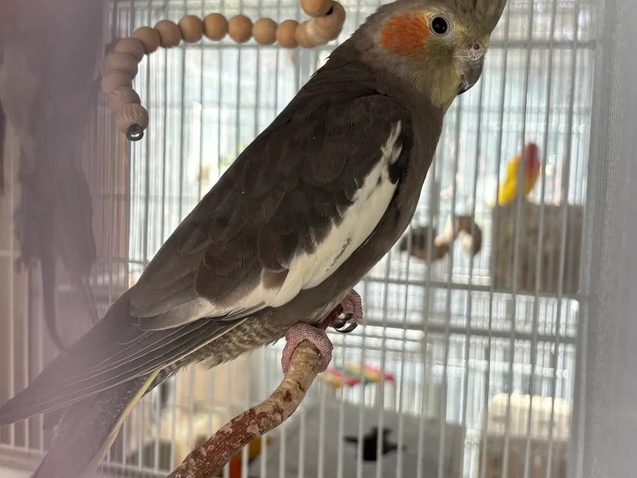 Billede 1 - 3 par nymfeparakitter sælges