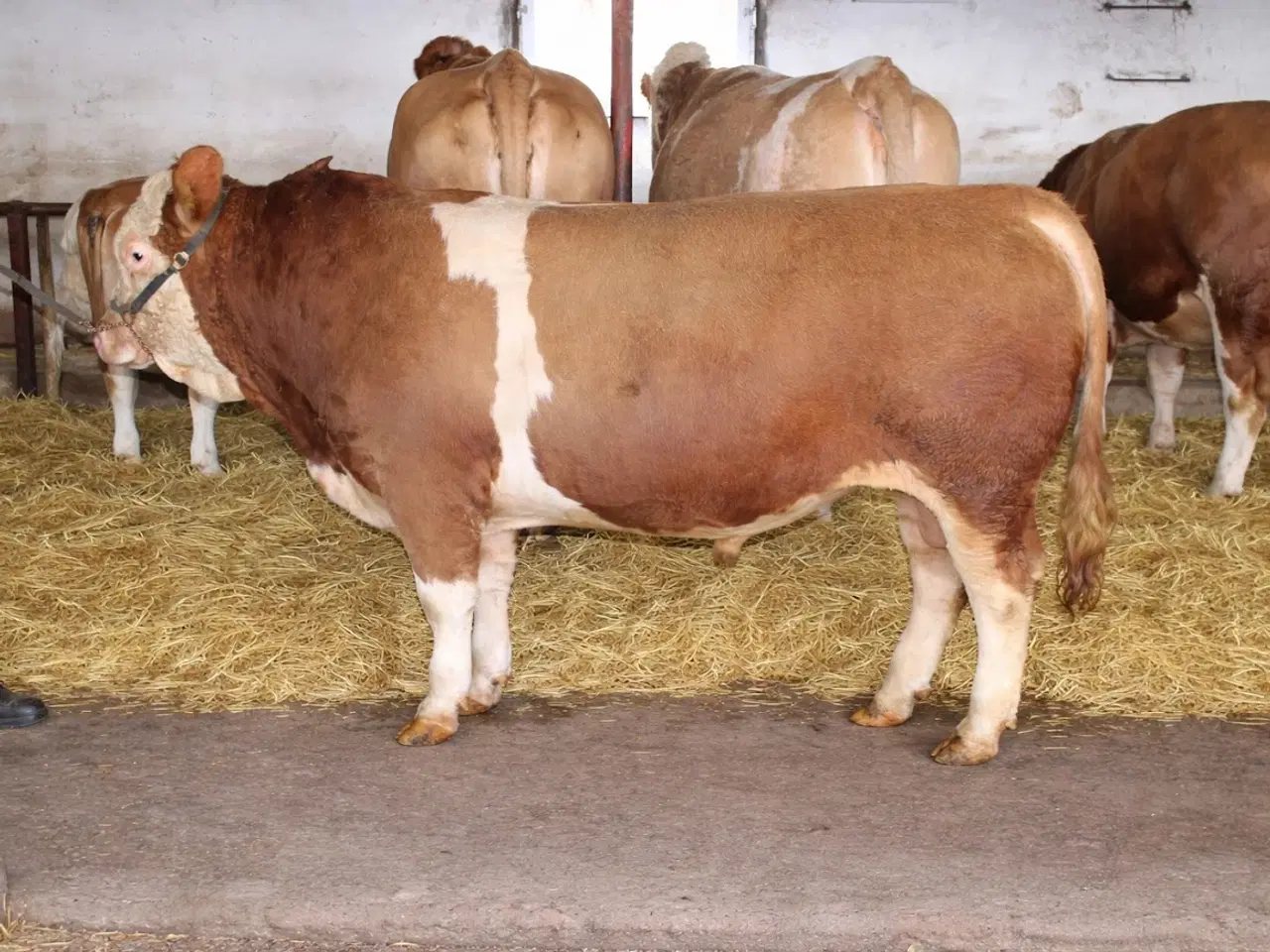 Billede 2 - Simmentaler