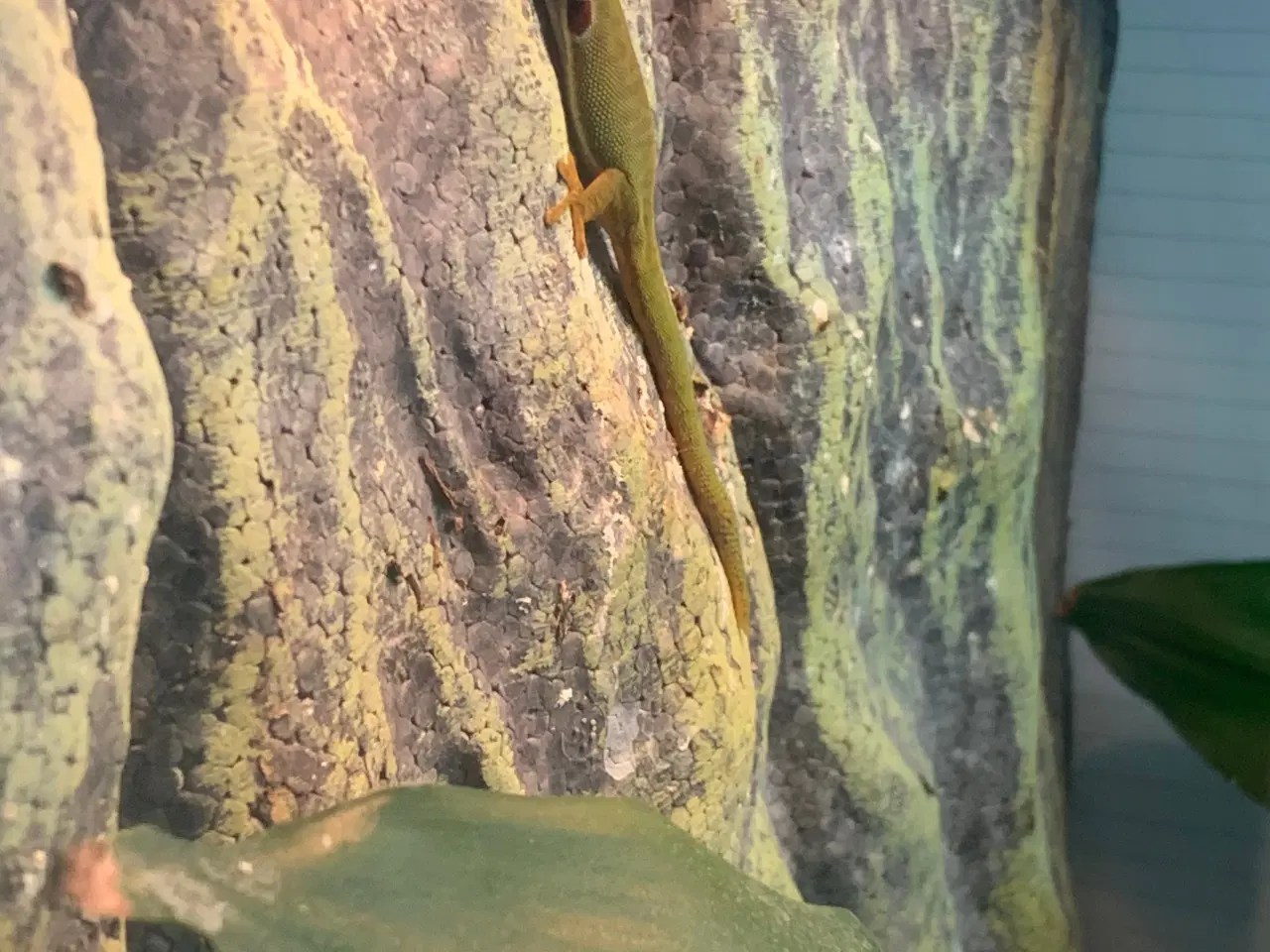 Billede 4 - Gekko, Påfugleøje daggekko