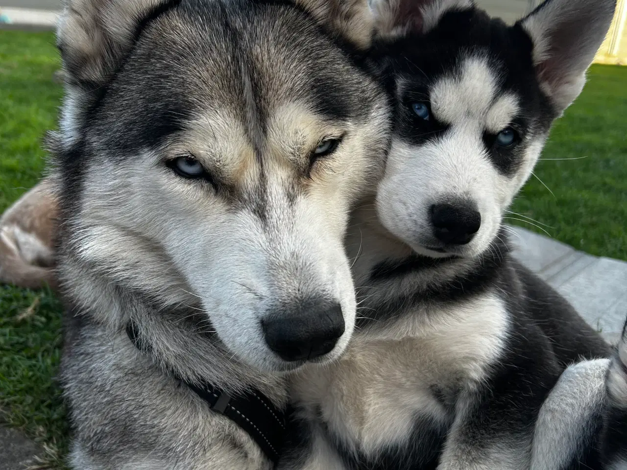 Billede 8 - 2 flotte husky piger