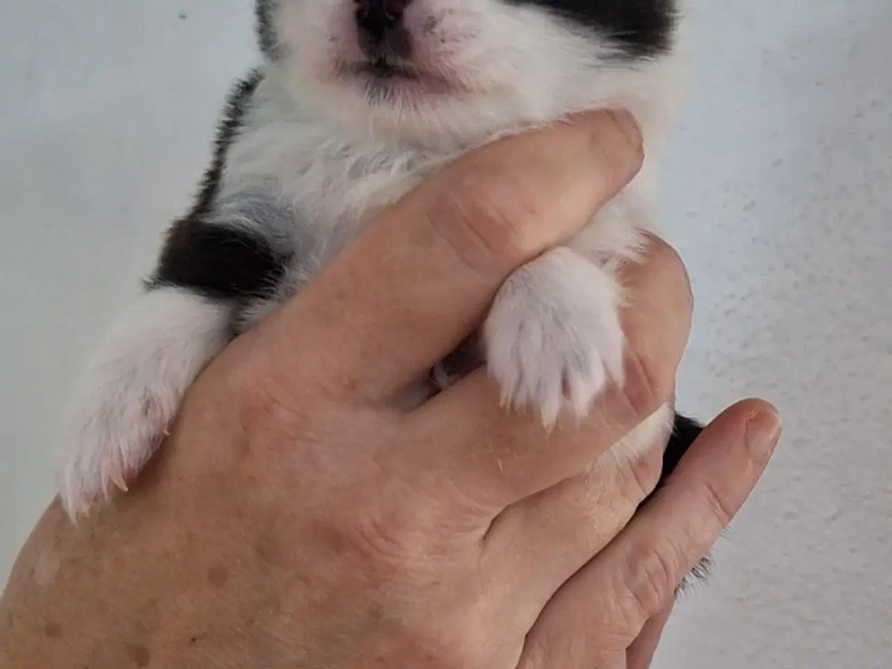 Billede 6 - Chihuahuablandinger