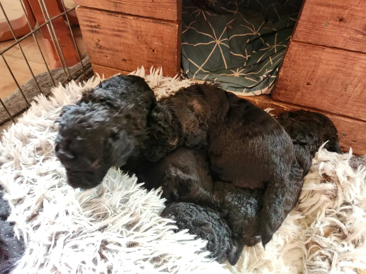 Billede 3 - Bamserne søger ny opvartning 