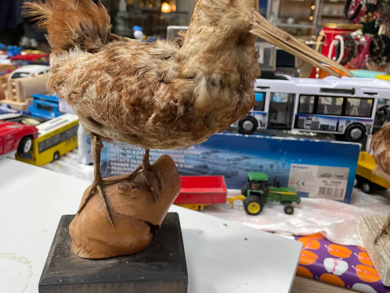 Billede 1 - Skovsneppe  udstoppet 