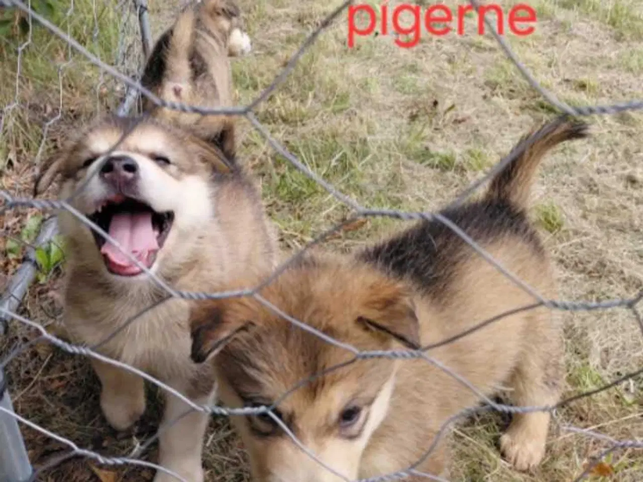 Billede 3 - Alaskan malamute hvalpe 