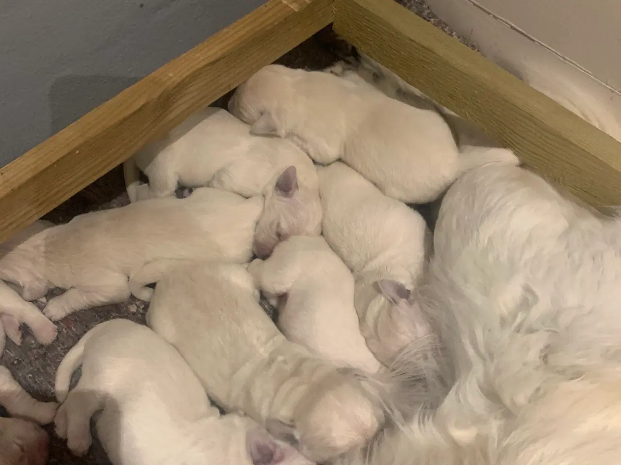 Billede 4 - Golden Retriever hvalpe 