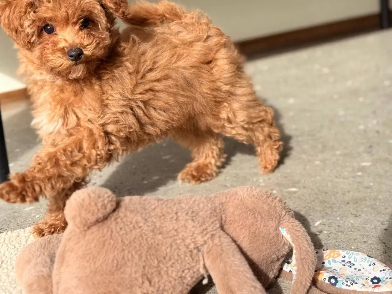 Billede 1 - Havapoo mini tæve 