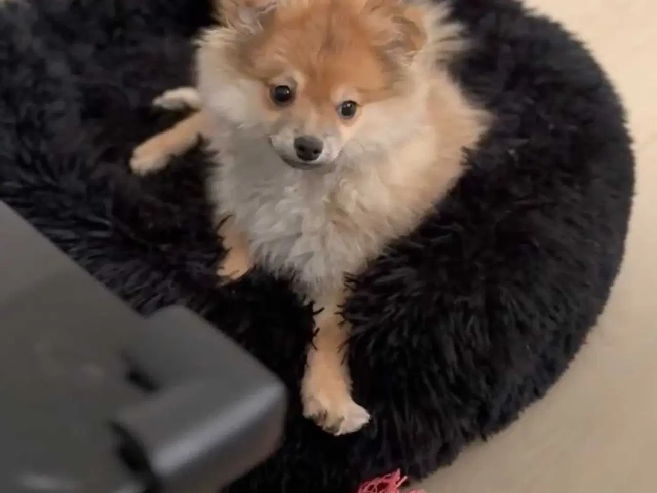 Billede 5 - Lille krudtugle søger sit forevige hjem