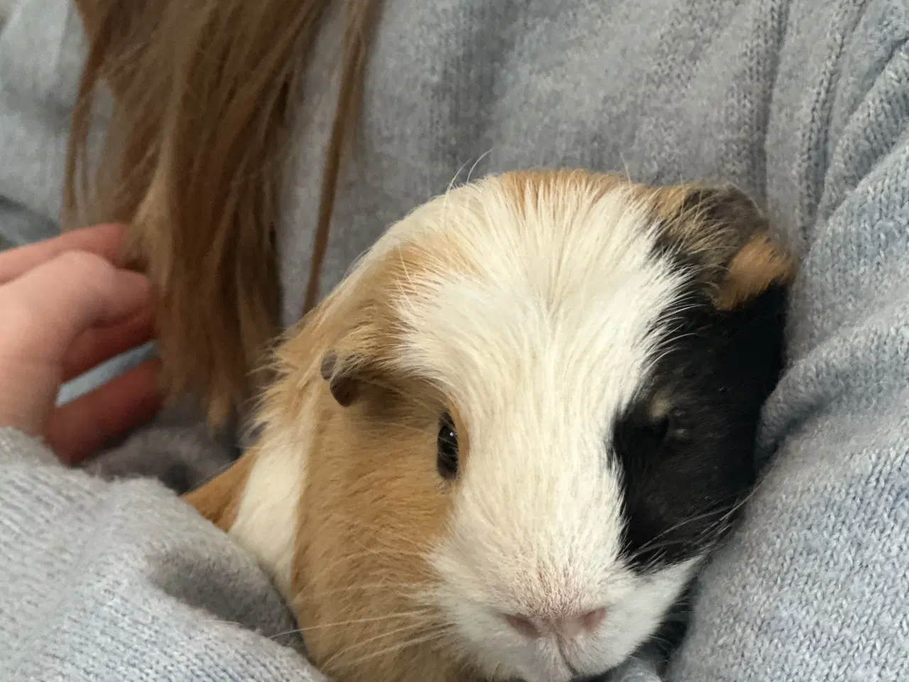 Billede 7 - Marsvine han, saltkaramel