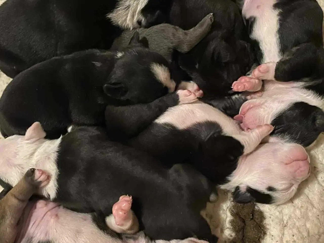 Billede 3 - Old english bulldog hvalpe