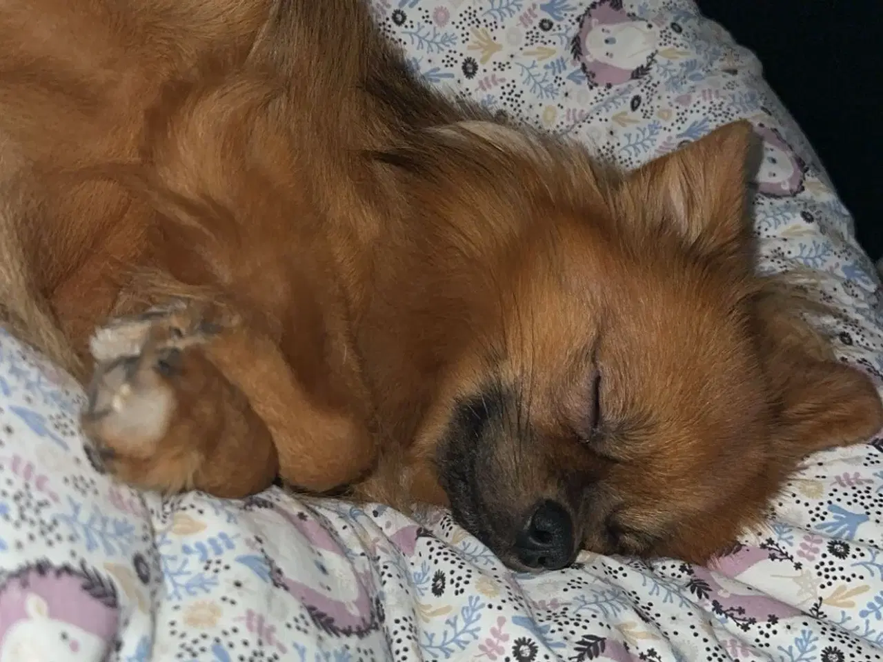 Billede 1 - Eddie søger sit sidste og kærlige hjem 🐶🥰