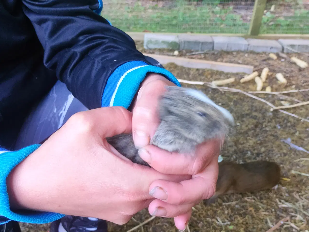 Billede 2 - Marsvin unge
