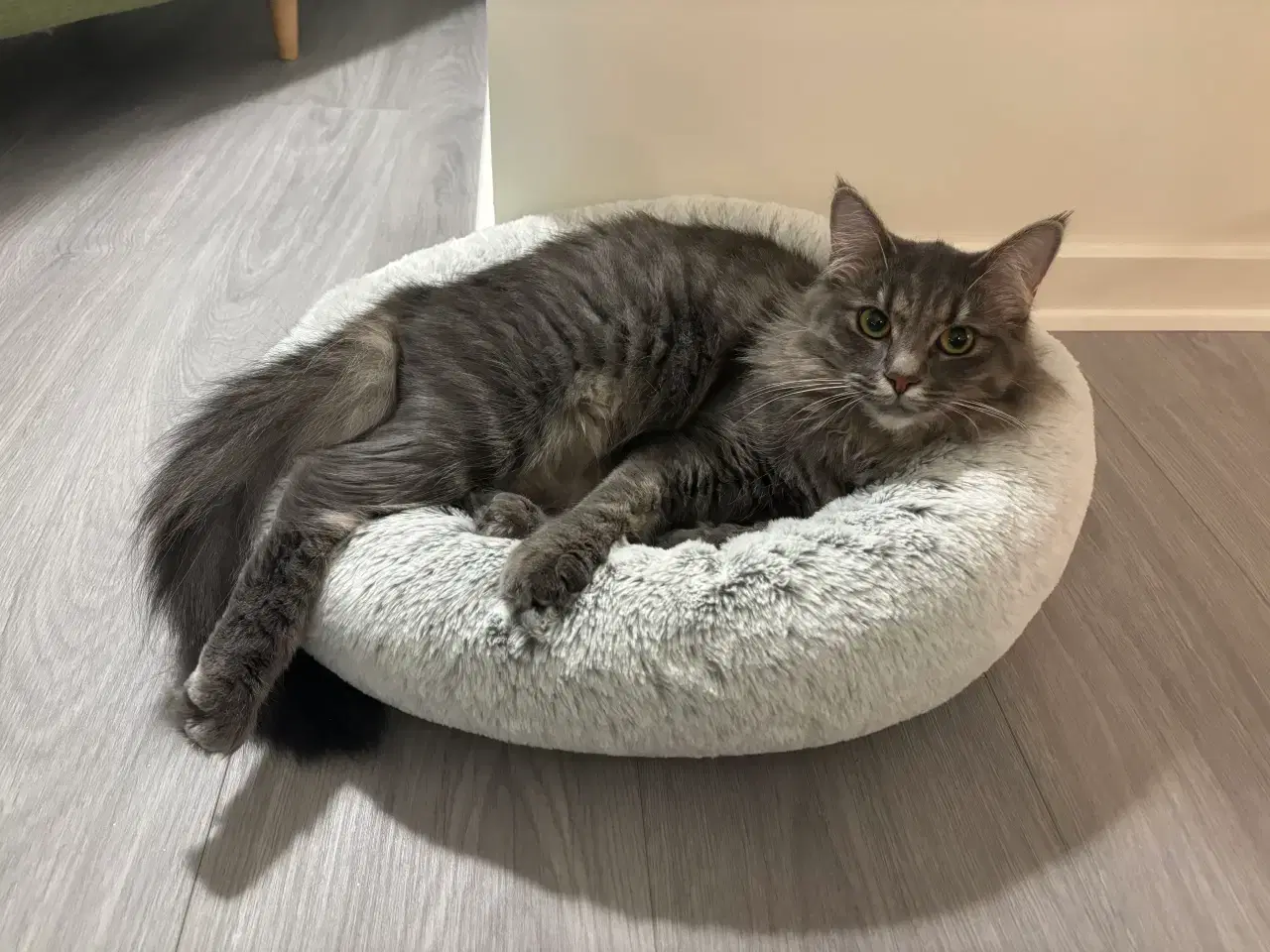 Billede 4 - Frida søger nyt hjem