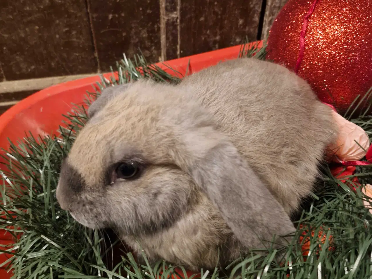 Billede 1 - Skønne rundkørsler med mulighed for tilbage leveri