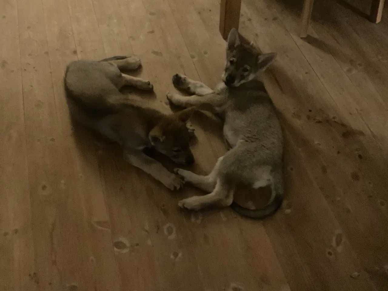 Billede 5 - Tjekkoslovakisk ulvehund hvalp